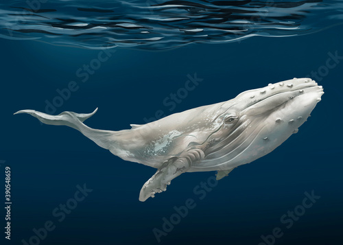 Whale under the sea illustration © Rawpixel.com
