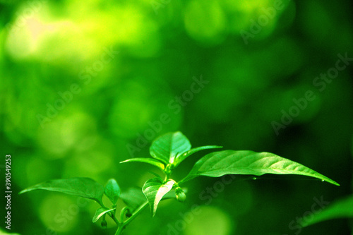 Green bokeh blurry abstract with green leaf background.