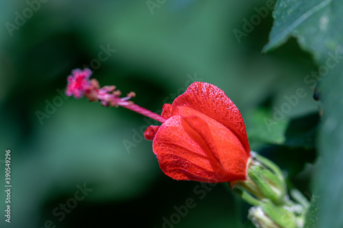Close up red pollen Hibiscus flower.Selective focus red Hibiscus flower bloom in the garden. 