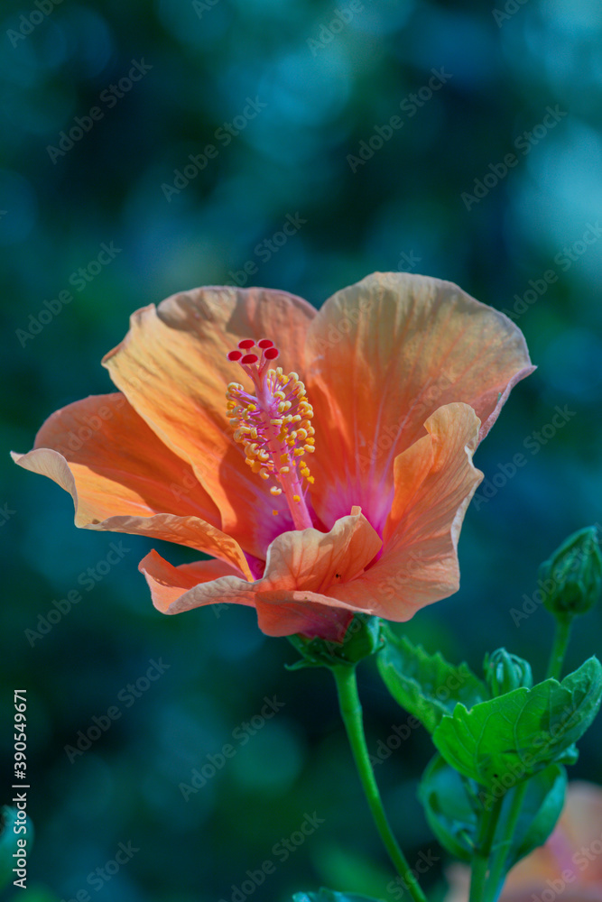 Fototapeta premium Selective focus Hibiscus flower bloom in the garden.