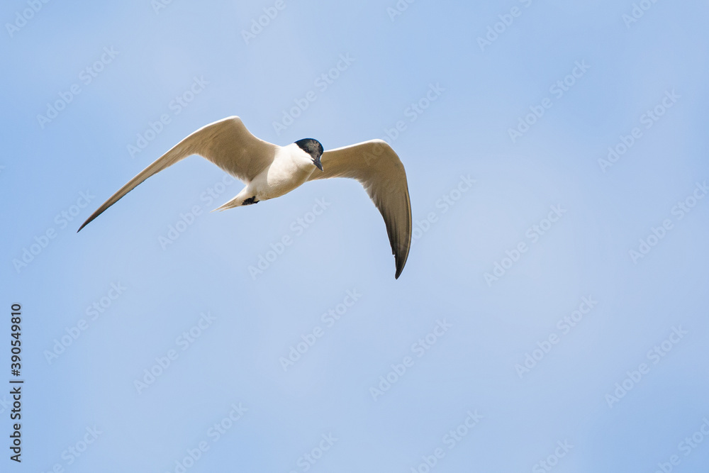 Obraz premium Gull-billed Tern, Gelochelidon nilotica