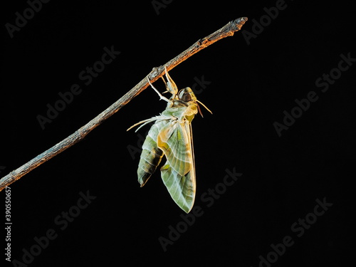 view at night side of a new born Oleander Hawk-Moth (Daphnis nerii) perching on dry branch with black background.