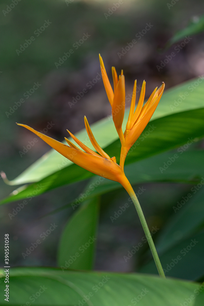 Fototapeta premium Beautiful Heliconia flower. Common names for the genus include Dwarf Jamaican flower,lobster-claws, toucan peak, wild plantains or false bird-of-paradise.