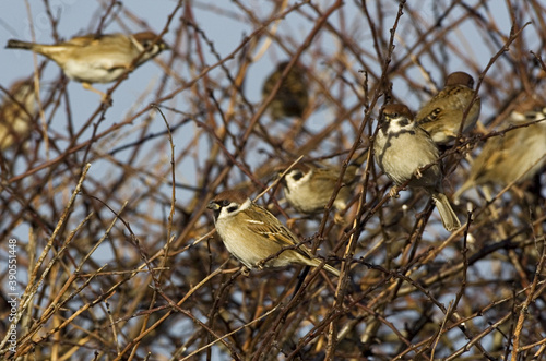 Eurasian Tree Sparrow, Ringmus, Passer montanus photo