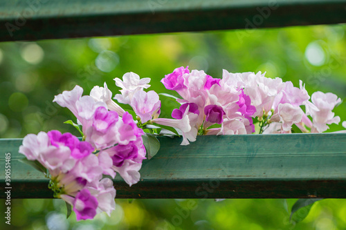 Beautiful Mansoa alliacea flower or Garlic vine flower in the garden.Purple and white flower. photo