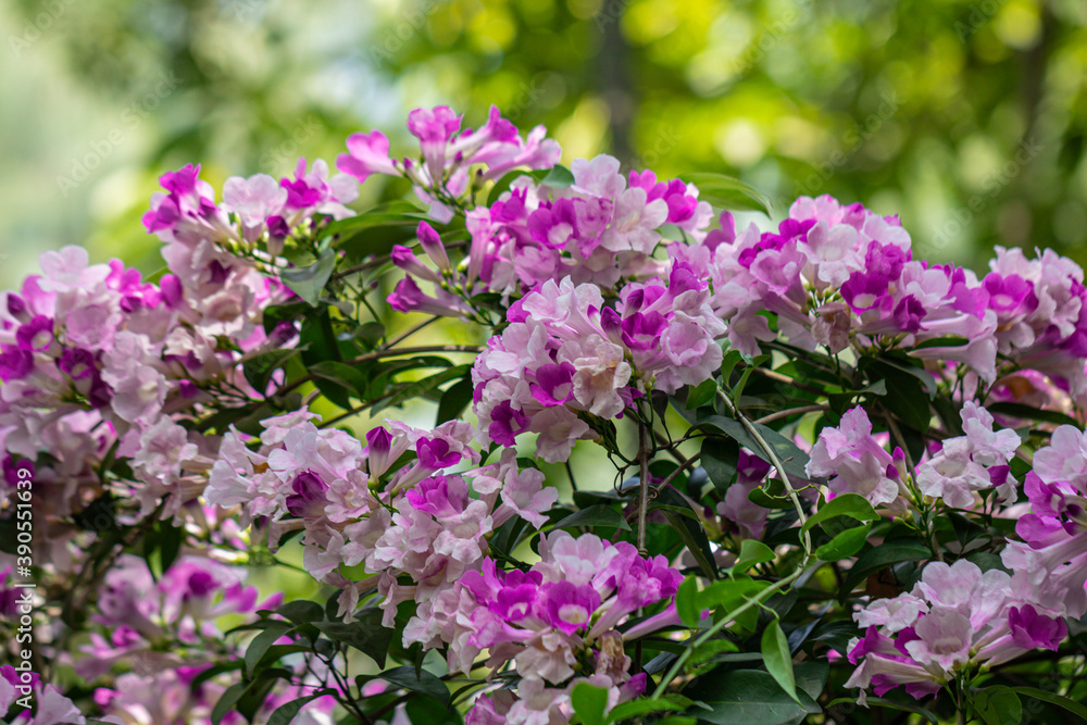 Beautiful Mansoa alliacea flower or Garlic vine flower in the garden.Purple and white flower.