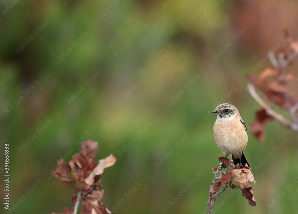 Fototapeta premium Siberian Stonechat, Saxicola maurus