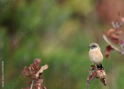 Siberian Stonechat, Saxicola maurus photo