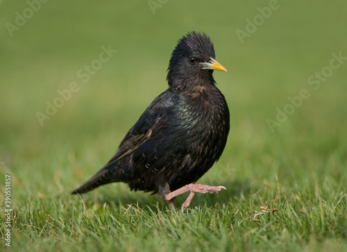 Common Starling, Spreeuw, Sturnus vulgaris © AGAMI