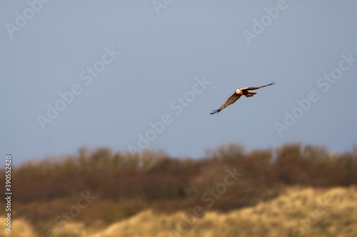 Bruine Kiekendief  Marsh Harrier  Circus aeruginosus