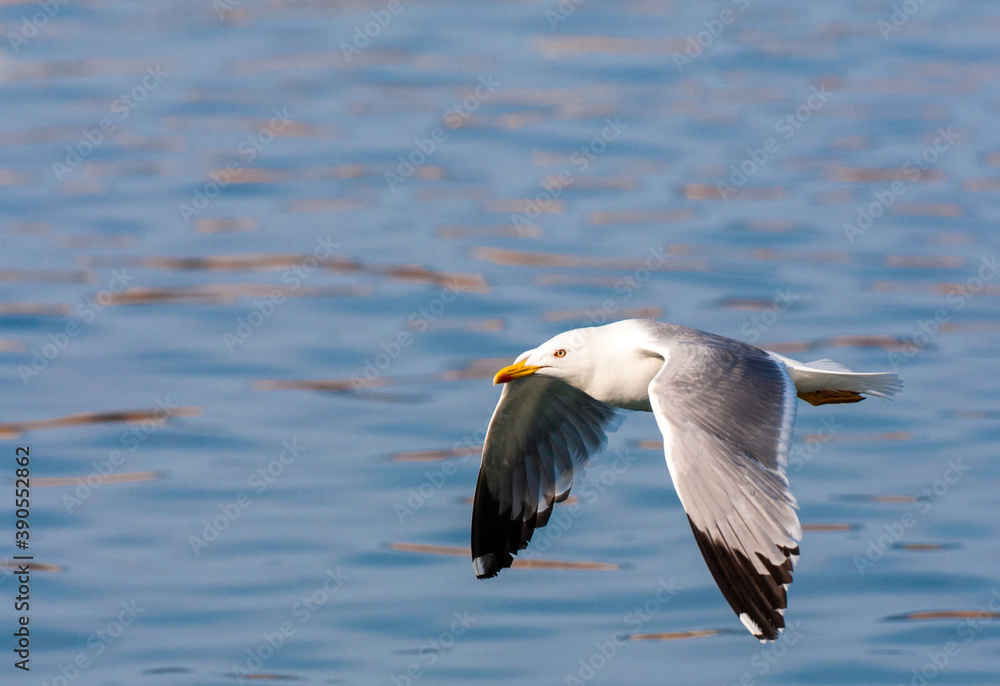 Yellow-legged Gull, Larus michahellis michahellis Yellow-legged Gull, Larus michahellis michahellis
