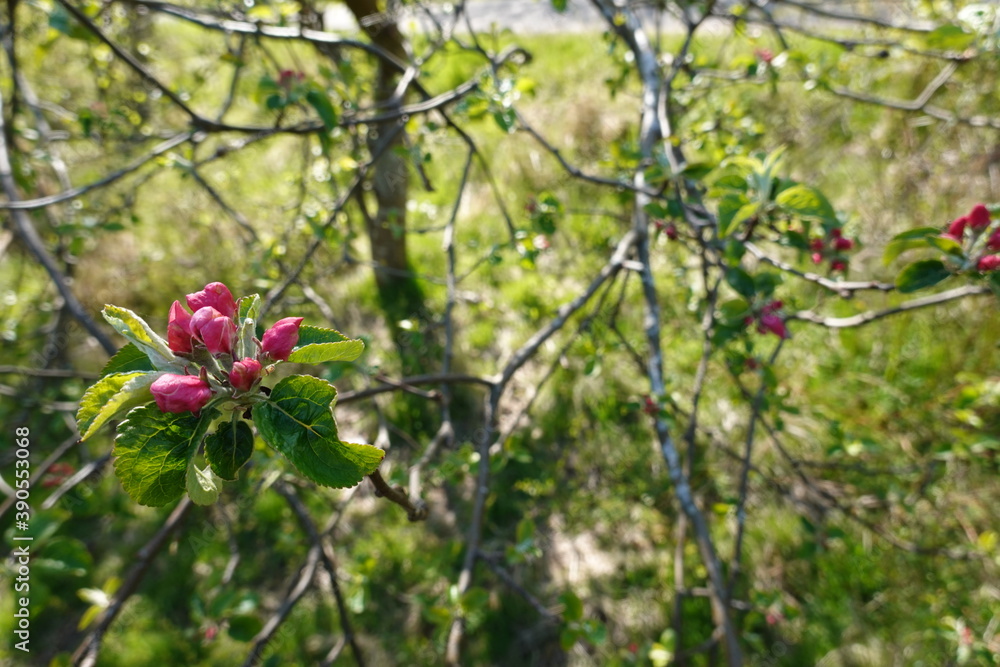 Pink flower bud in spring, just about to open with green foilage, Pink flower bud in spring, just about to open with green foilage,