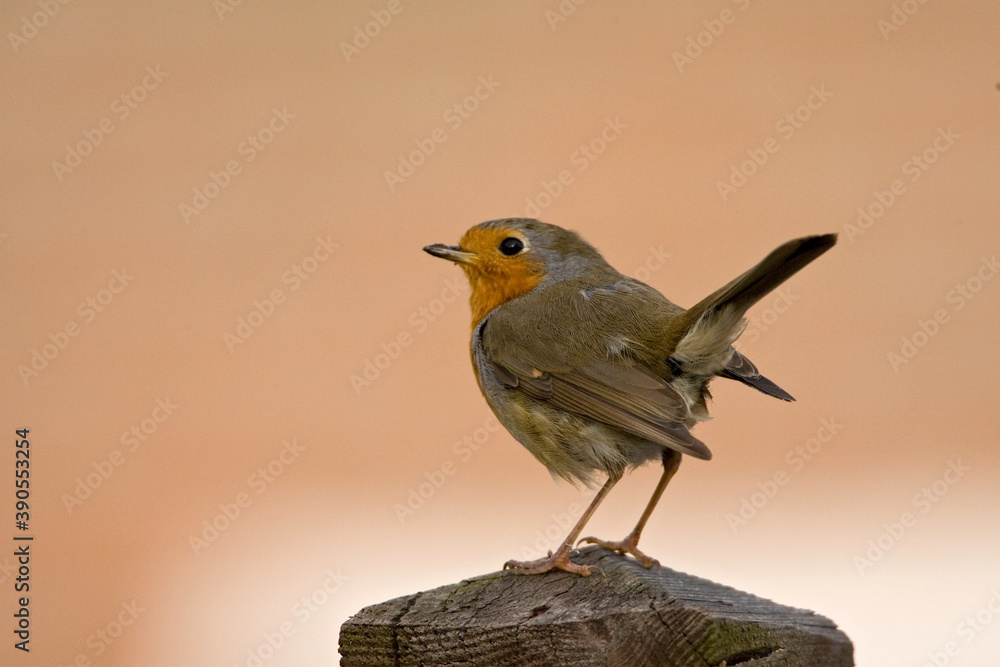 European Robin, Roodborst, Erithacus rubecula European Robin, Roodborst, Erithacus rubecula