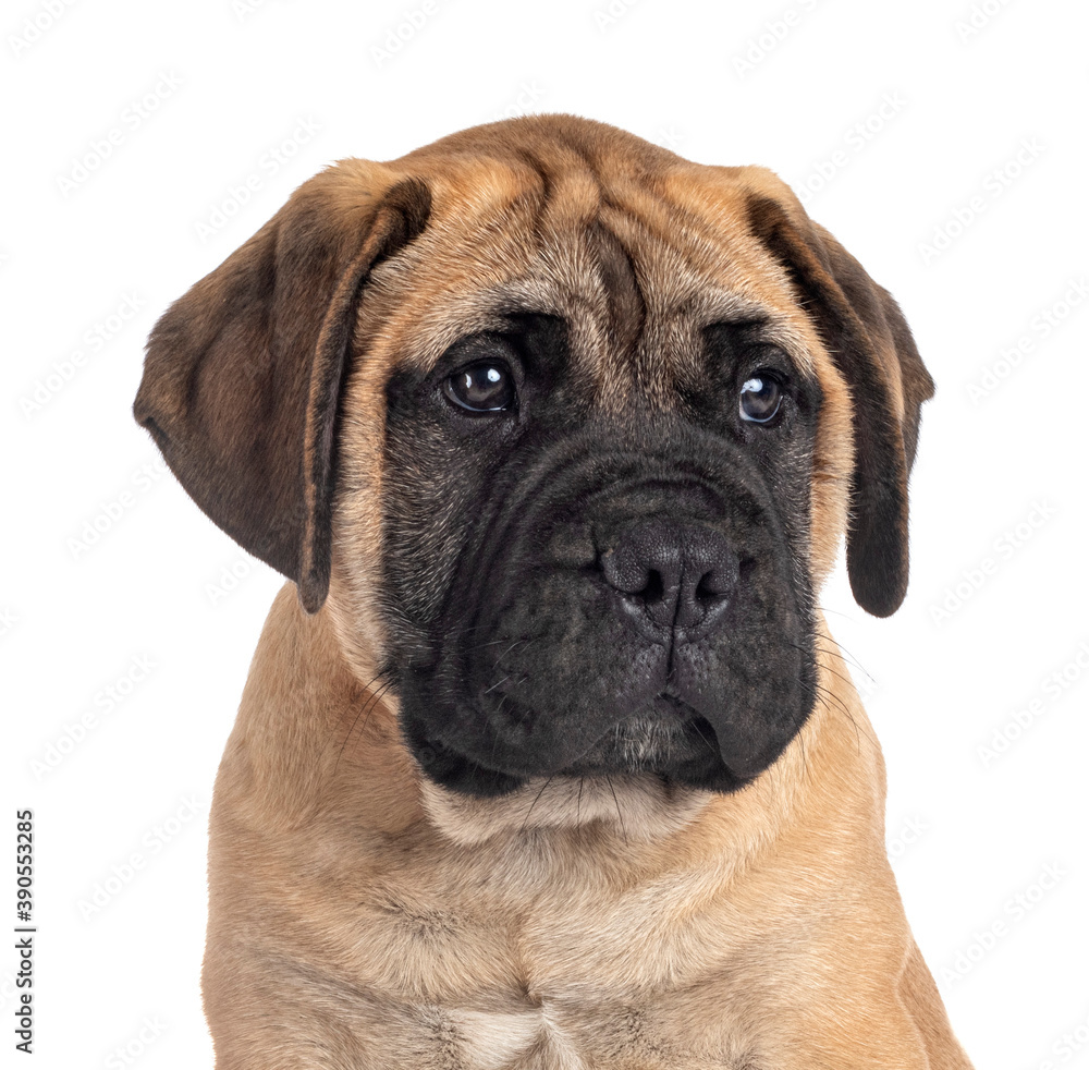 Obraz premium puppy bullmastiff in studio