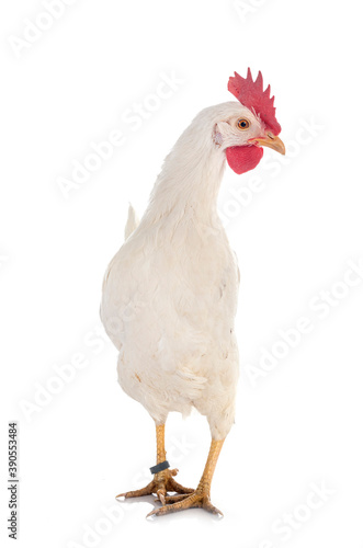 Leghorn chicken in studio