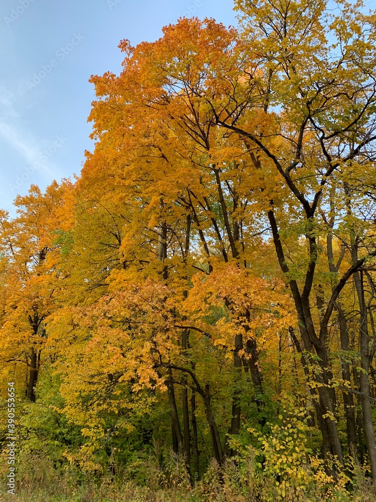 Fototapeta premium autumn in the forest