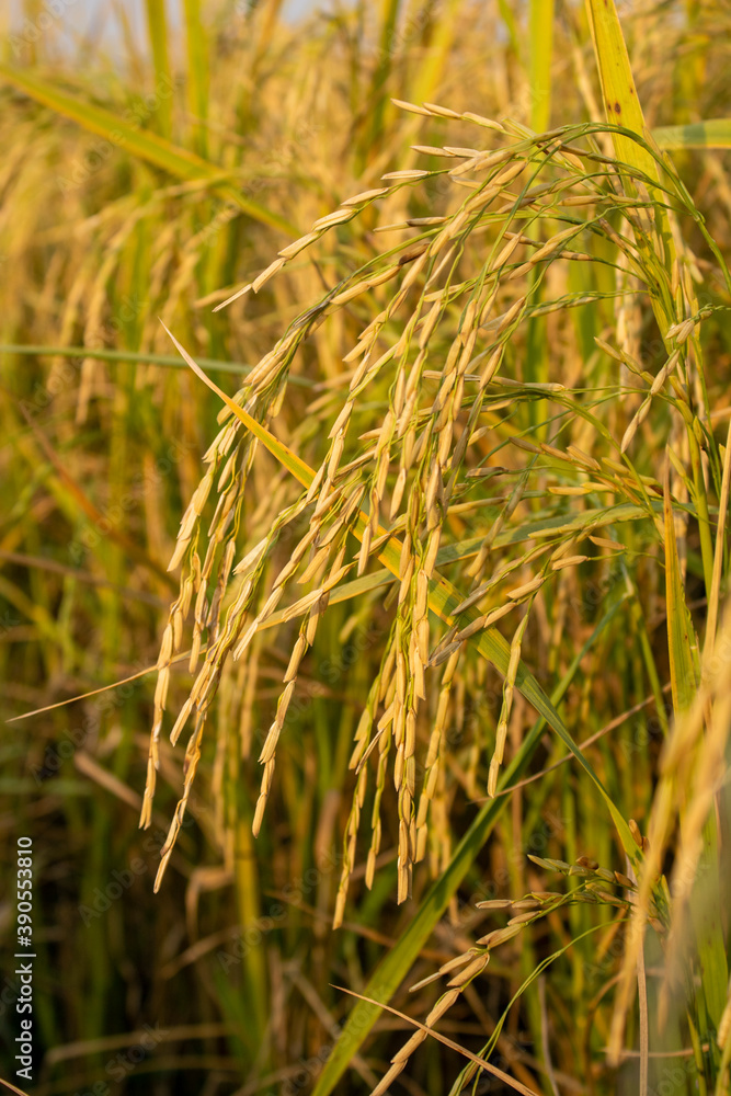 Fototapeta premium Beautiful paddy barley in field