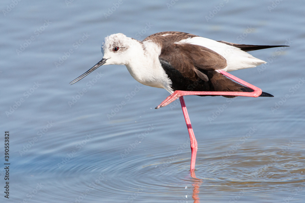 Black-winged Stilt, Himantopus himantopus Black-winged Stilt, Himantopus himantopus