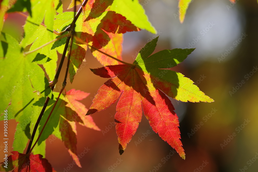 Obraz premium 色とりどりの紅葉