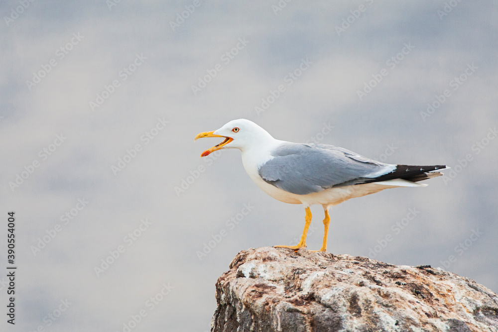 Yellow-legged Gull, Larus michahellis michahellis Yellow-legged Gull, Larus michahellis michahellis
