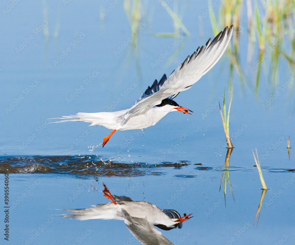 Obraz premium Common Tern, Sterna hirundo