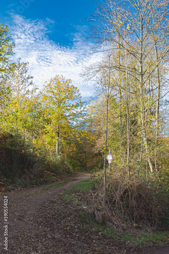 Obraz na płótnie Waldweg w salonie