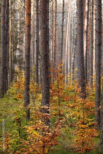 Warm colors of October in a pine forest. Deciduous bushes already have changed their leaf color into yellow and orange. Selective focus on the tree trunks, blurred background. Mazury region, Poland.