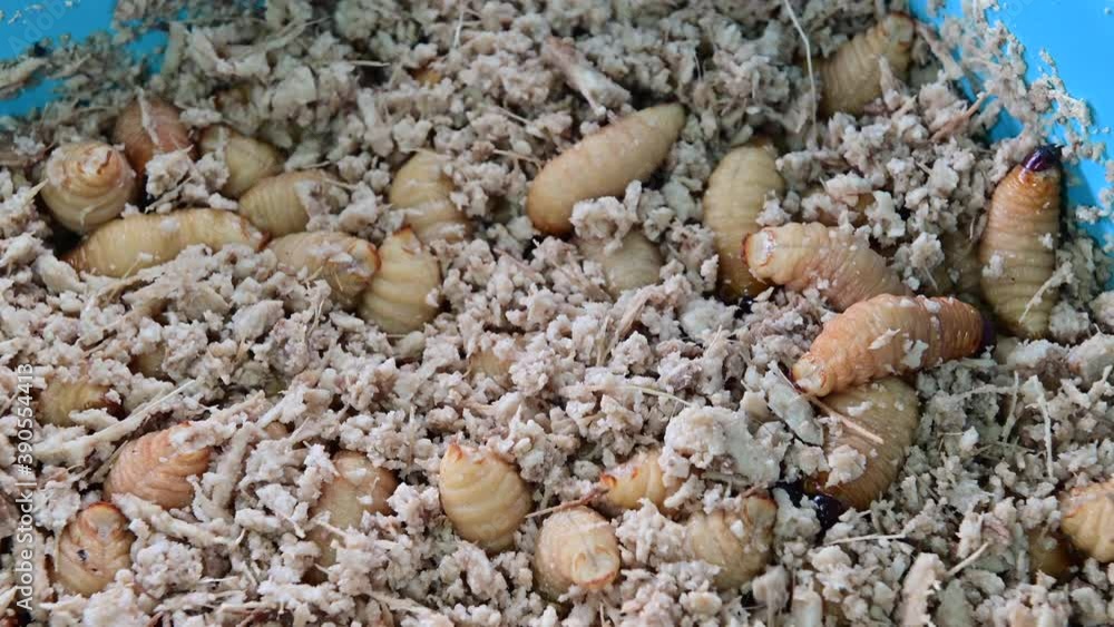 4K Asian palm weevil on sell in local market as wild food 4K Asian palm weevil on sell in local market as wild food