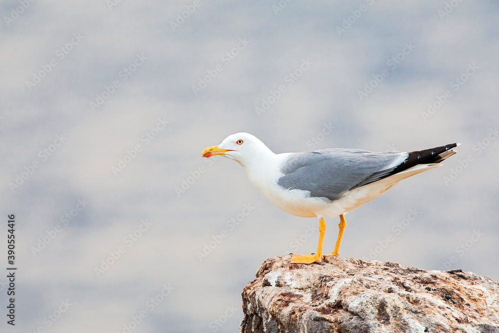 Yellow-legged Gull, Larus michahellis michahellis Yellow-legged Gull, Larus michahellis michahellis