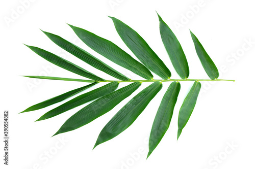 Several large bamboo leaves. White isolated background.