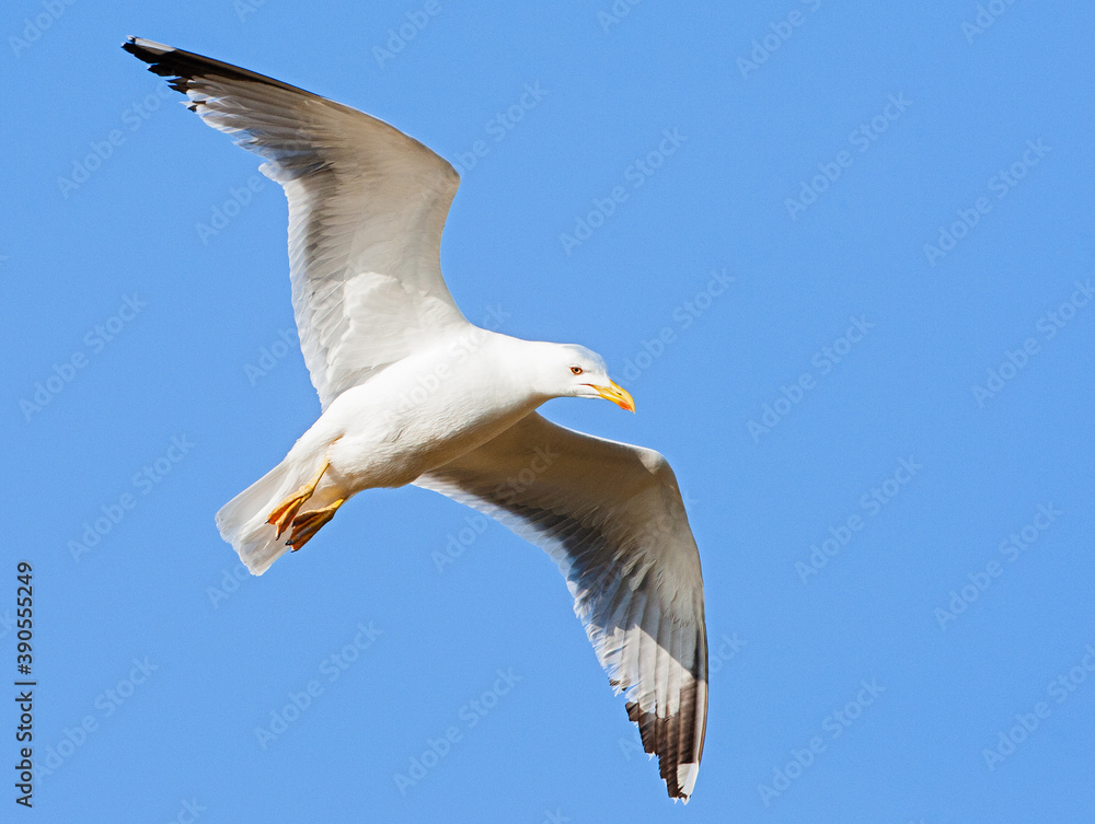 Yellow-legged Gull, Larus michahellis michahellis Yellow-legged Gull, Larus michahellis michahellis
