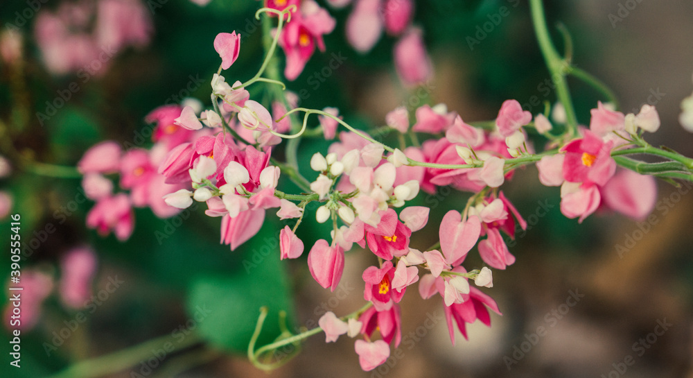 pink flower blooming in nature