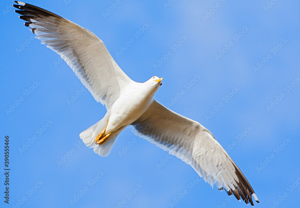 Yellow-legged Gull, Larus michahellis michahellis
