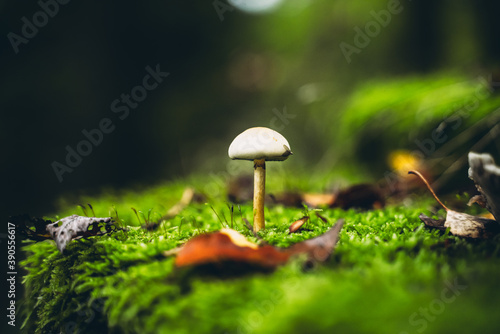 Autumn mushroom in the forest