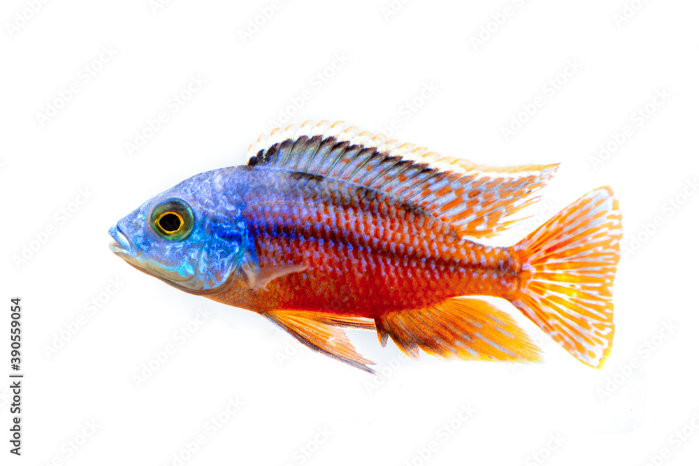 Ταπετσαρία A colorful African chiclid male on a white background