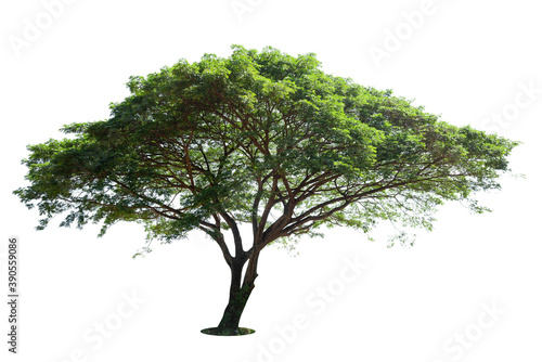 Trees isolated on white background  tropical trees isolated used for design  advertising and architecture.