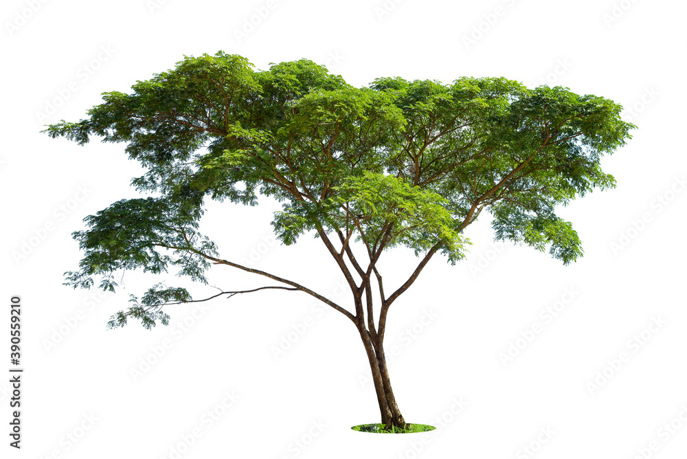 Obraz premium Trees isolated on white background, tropical trees isolated used for design, advertising and architecture.
