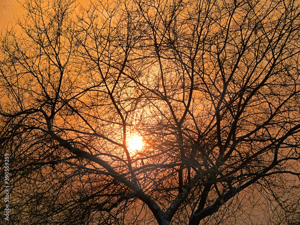 Sundown through bare tree twigs . Tranquil fall sunset landscape with nobody