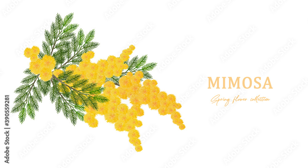 Obraz premium ミモザのブーケ 水彩イラスト