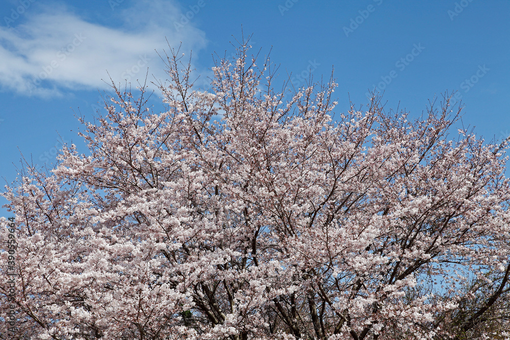 さくらの木 さくらの木