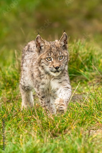 Lynx in green forest with tree trunk. Wildlife scene from nature. Playing Eurasian lynx, animal behaviour in habitat. Wild cat from Germany. Wild Bobcat between the trees © vaclav
