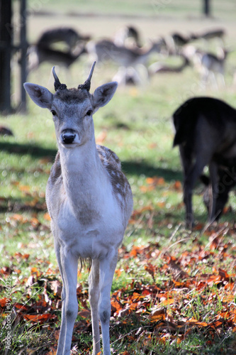 A close up of a Fallow Deer © Simon Edge