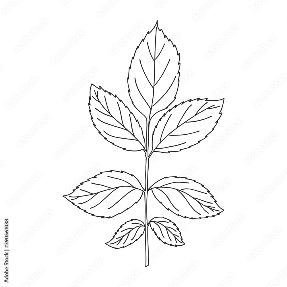 A branch with symmetrical leaves with notches. Botanical design element for magazines, articles and brochures. Simple black and white vector illustration drawn by hand, isolated on a white background.