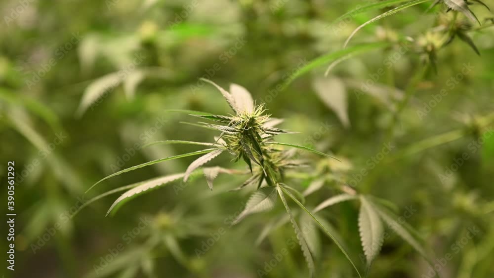 cannabis leafs and narcotic bud in hemp plantation. Medicinal cannabis field laboratory, large marijuana cannabis grow operation cannabis leafs and narcotic bud in hemp plantation. Medicinal cannabis field laboratory, large marijuana cannabis grow operation