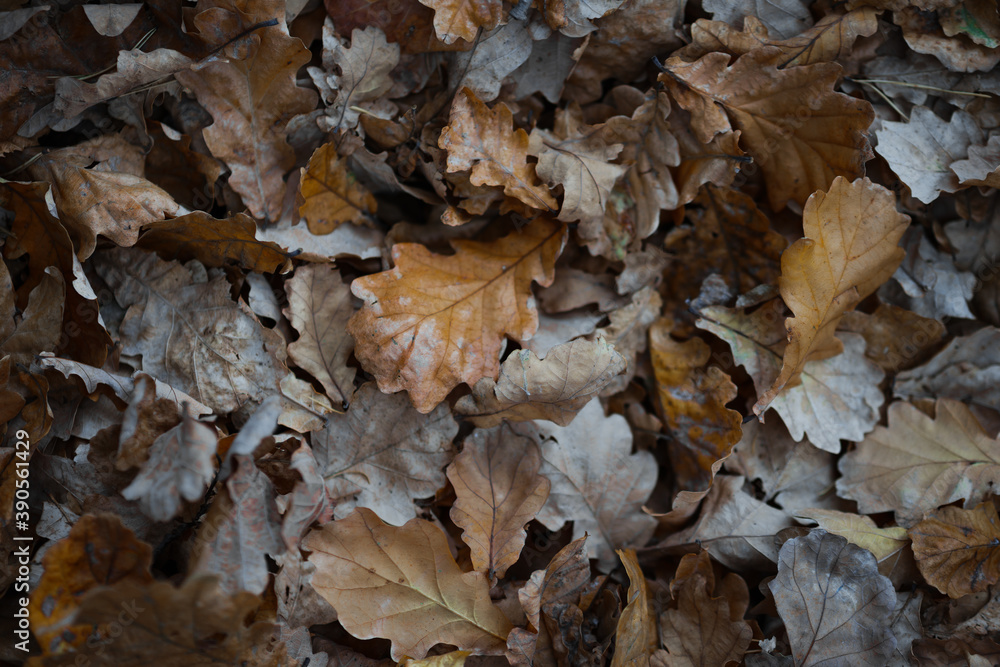 Autumn background: orange oak leaves flying from trees on the ground in the park. Autumn background: orange oak leaves flying from trees on the ground in the park.