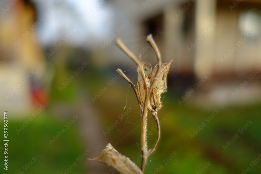 withered autumn leaf withered autumn leaf