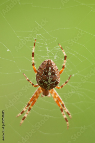 spider on a web on a light green background macro photo 