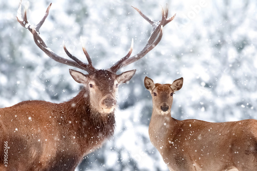 Noble deer male and female in a snowy winter forest. Christmas artistic image. Winter wonderland. © delbars