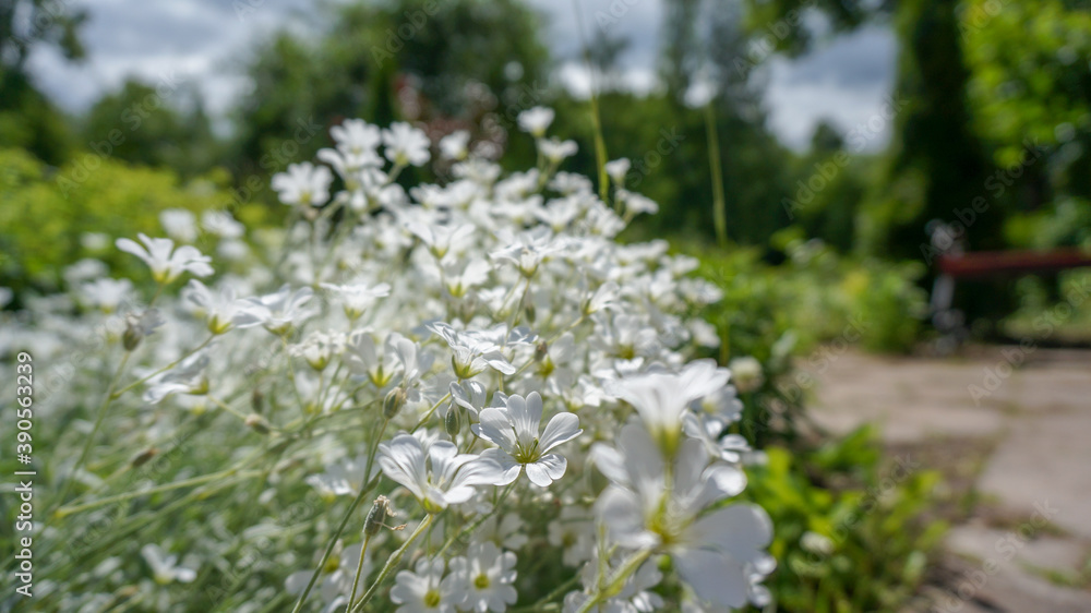 summer flowers summer flowers