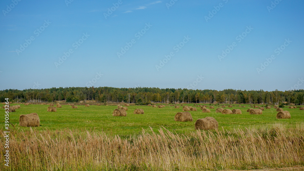 Russian fields